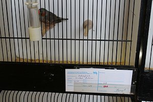 Zauberhafte Ausstellung