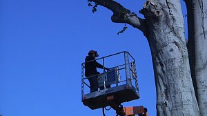 Mein Freund der Baum