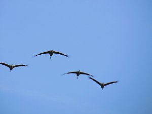 Kraniche am Stausee Kelbra