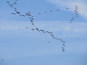Kraniche am Stausee Kelbra