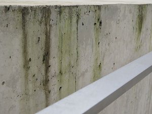 Profi-Arbeit am 15-Millionen-Euro-Komplex - erste Ans&auml;tze einer Veralgung