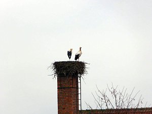 Kein Bock auf Afrika - Eltern bleiben hier