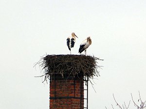 Kein Bock auf Afrika - Eltern bleiben hier