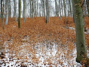 Winterwanderung Frauenberg