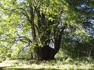  Dieser knapp 600 Jahre alte Holl&auml;ndische Lindensolit&auml;r schm&uuml;ckt die Zufahrt zum Hauptfl&uuml;gel von Utterode.