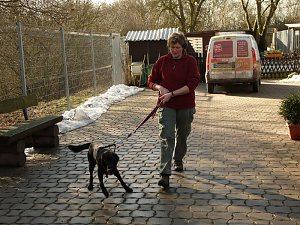 tierisch, tierisch