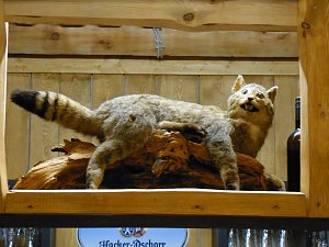 Der "neue" Netzkater