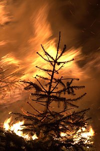 Heringen feierte ein feuriges "Knut" - Fest und entledigte sich seiner alten Weihnachtsb&auml;ume