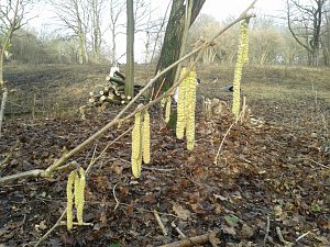Sonderneinsatz f&uuml;r eine Blume - der BUND Nordhausen legte sich am Wochenende f&uuml;r das Blasse Knabenkraut ins Zeug