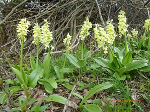 Sonderneinsatz f&uuml;r eine Blume - der BUND Nordhausen legte sich am Wochenende f&uuml;r das Blasse Knabenkraut ins Zeug