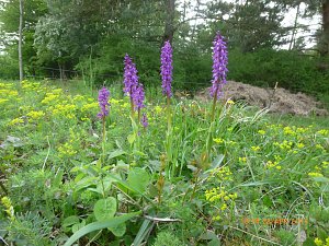 Sonderneinsatz f&uuml;r eine Blume - der BUND Nordhausen legte sich am Wochenende f&uuml;r das Blasse Knabenkraut ins Zeug