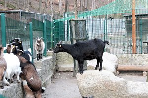 Besuch im Werniger&ouml;der Tierpark