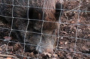Besuch im Werniger&ouml;der Tierpark