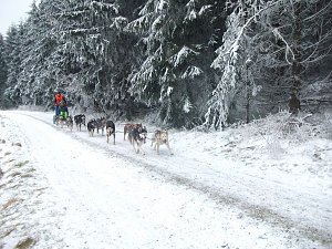 Beim Schlittenhunderennen dabei 