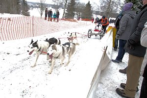 Schlittenhunderennen in Benneckenstein