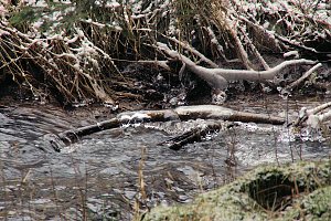 Unterwegs im Harz