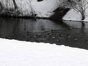 Winter im Park