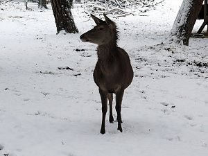 Winter im Park