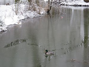 Winter im Park