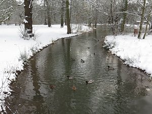 Winter im Park