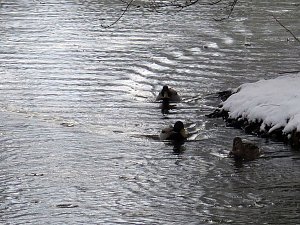 Winter im Park