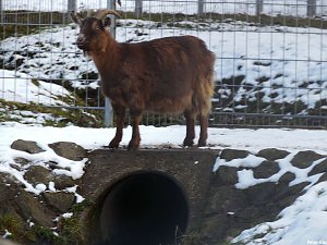 Mit dem Teleobjektiv im Stadtpark