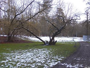 Mit dem Teleobjektiv im Stadtpark