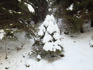 Im Harz unterwegs