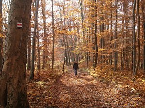 Harzfelder Holz