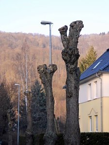 Kreative B&auml;ume