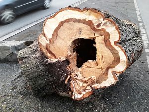 B&auml;ume in der Nordh&auml;user Uferstra&szlig;e mussten fallen