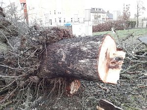 B&auml;ume in der Nordh&auml;user Uferstra&szlig;e mussten fallen