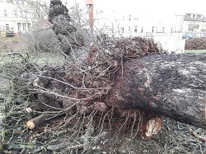 B&auml;ume in der Nordh&auml;user Uferstra&szlig;e mussten fallen