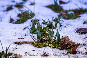Der Fr&uuml;hling kommt