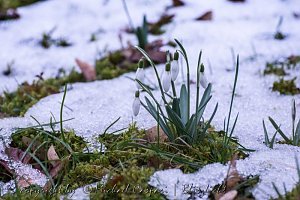 Der Fr&uuml;hling kommt