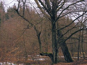Rund um Friedrichsbrunn