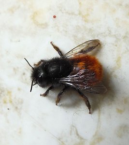 Besuch eines Fr&uuml;hlingsboten: Steinhummel