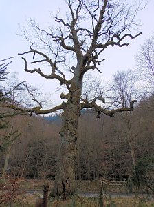 Peter Blei war mit der Kamera zwischen M&auml;gdesprung und Selketal unterwegs