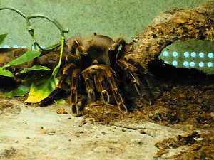 Insekten und mehr in Sundhausen