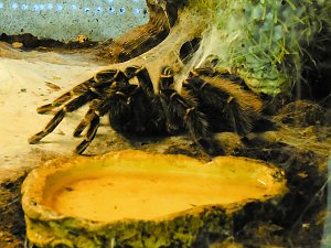 Insekten und mehr in Sundhausen