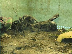 Insekten und mehr in Sundhausen