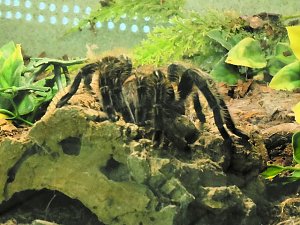 Insekten und mehr in Sundhausen
