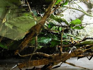 Insekten und mehr in Sundhausen