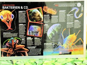 Insekten und mehr in Sundhausen