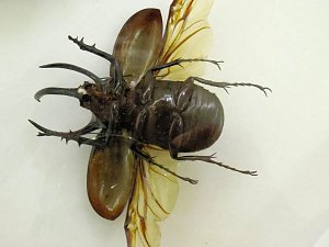 Insekten und mehr in Sundhausen