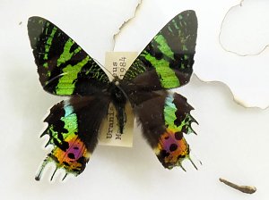 Insekten und mehr in Sundhausen