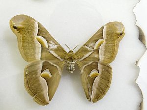 Insekten und mehr in Sundhausen