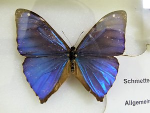 Insekten und mehr in Sundhausen