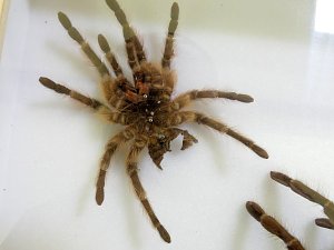 Insekten und mehr in Sundhausen