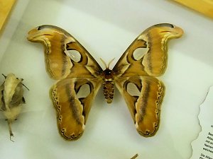 Insekten und mehr in Sundhausen